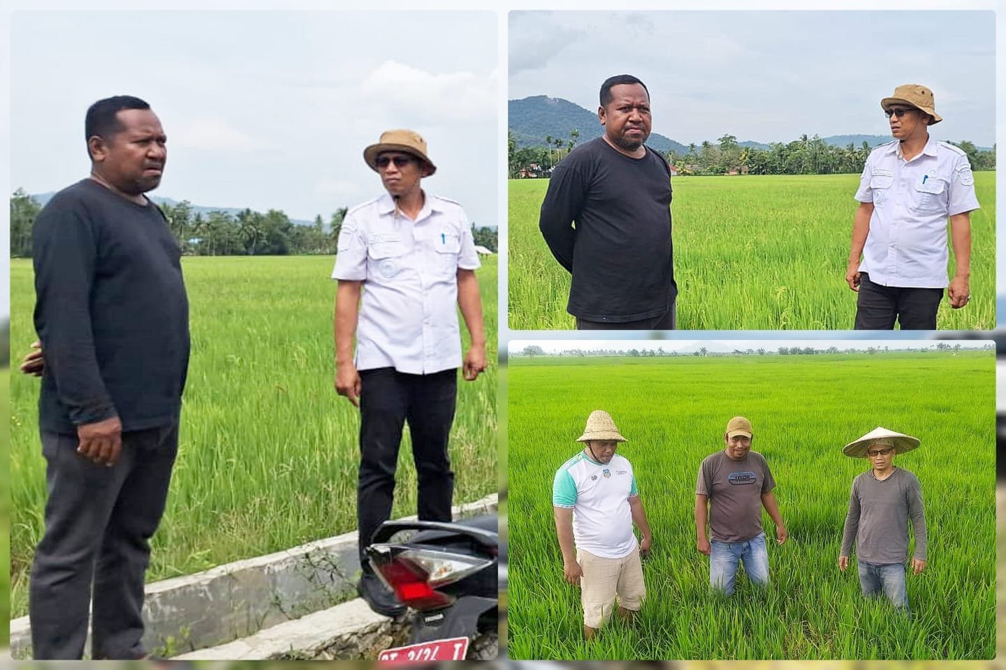 Kolaka Timur Dorong Peningkatan Indeks Pertanaman (IP) untuk Swasembada Pangan 2025