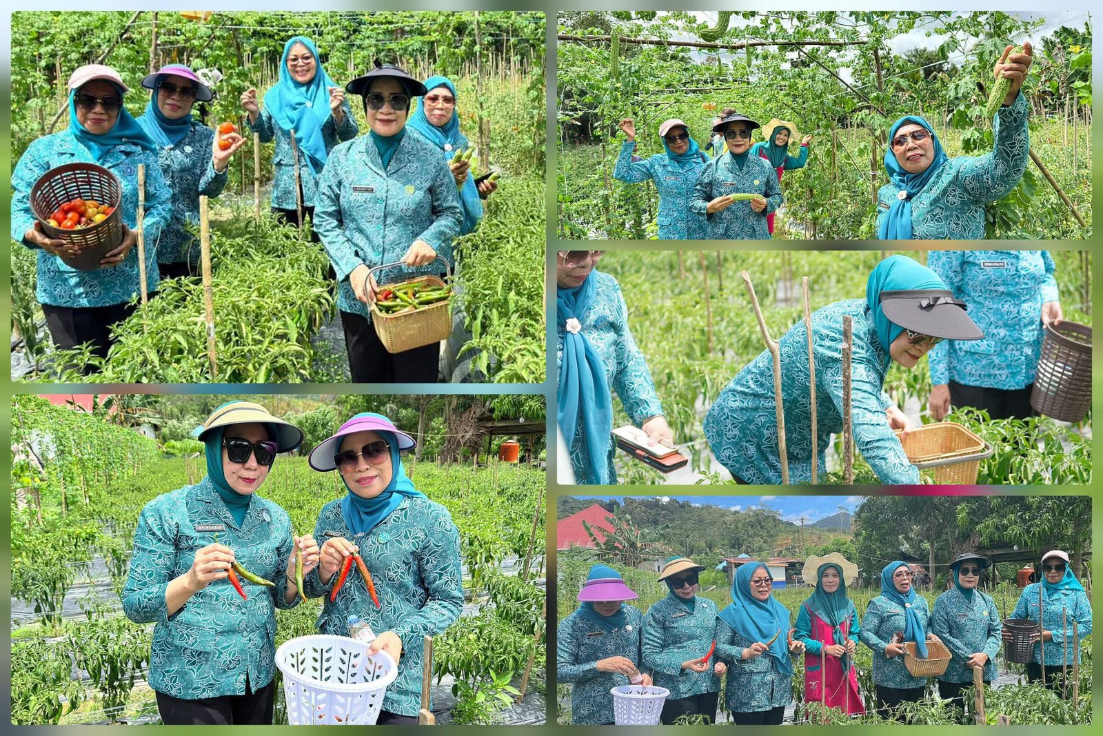 TP-PKK Koltim Dorong Pemberdayaan Petani Melalui Panen Cabe di Tirawuta