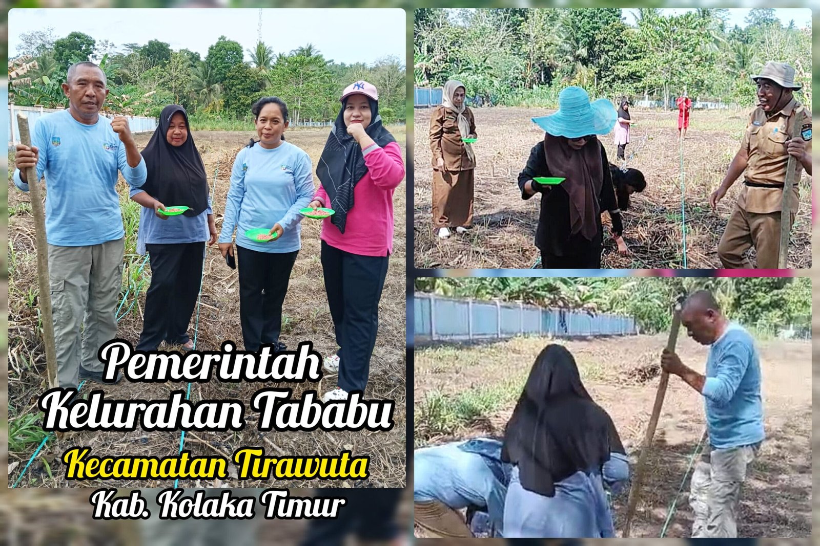 Pemerintah Kelurahan Tababu Laksanakan Penanaman Jagung sebagai Upaya Ketahanan Pangan